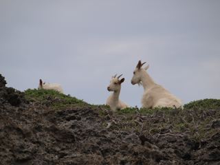 石垣島3日目-鳩間島_f0232994_6321697.jpg