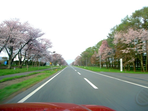 ～　桜だよりほか　～_c0213598_12313542.jpg