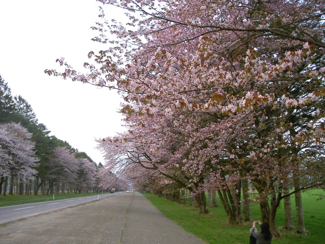 ～　桜だよりほか　～_c0213598_1250467.jpg