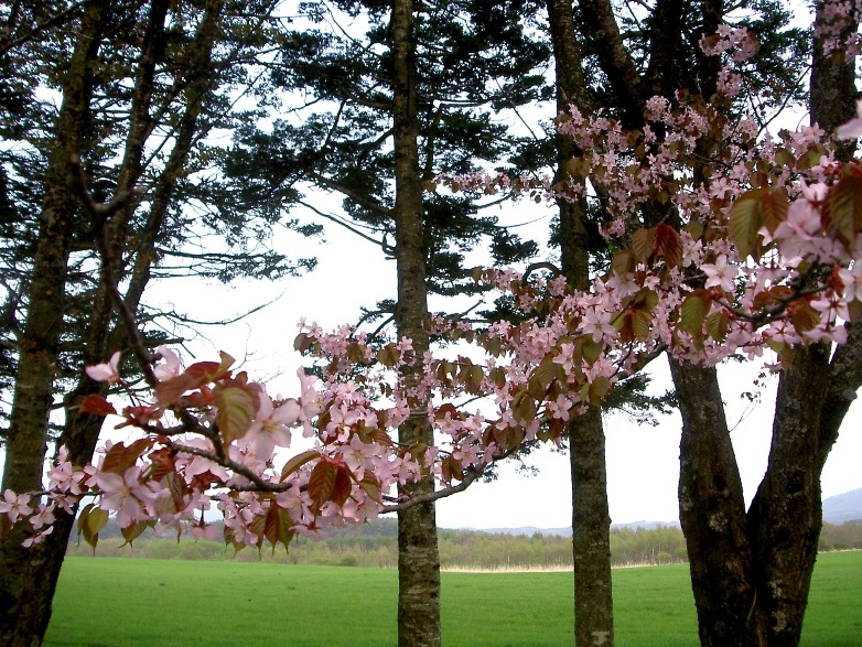 ～　桜だよりほか　～_c0213598_1254480.jpg