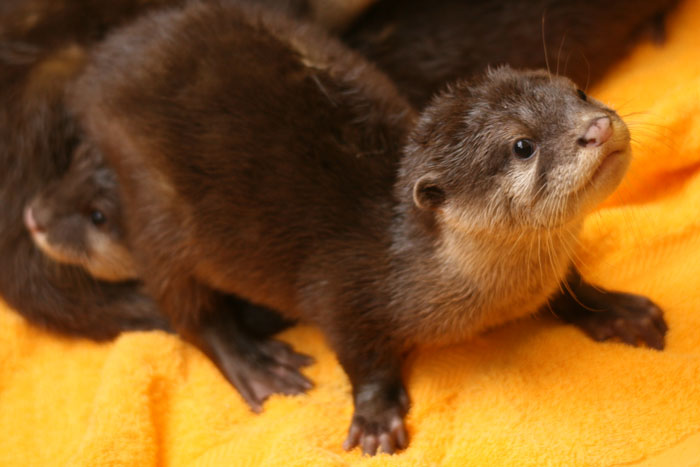 コツメカワウソの四つ子誕生!!_a0012103_741175.jpg