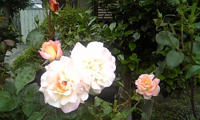 a0063907_2162072.jpg