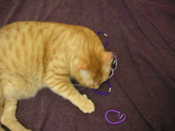 e0115312_6562652.jpg