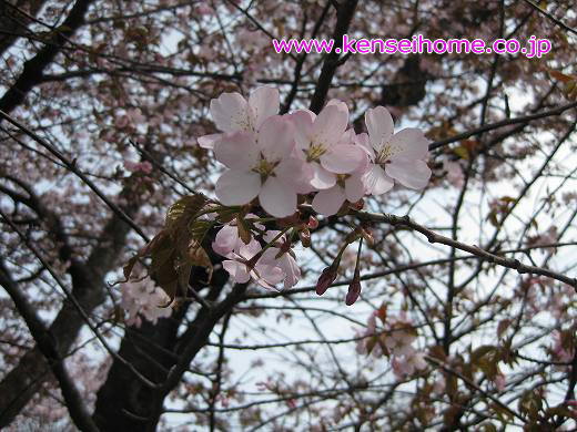 桜のトンネル_f0212313_934964.jpg
