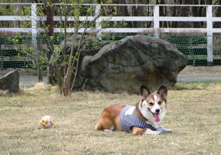 エルザちゃんの兄弟会…_f0155118_81312.jpg