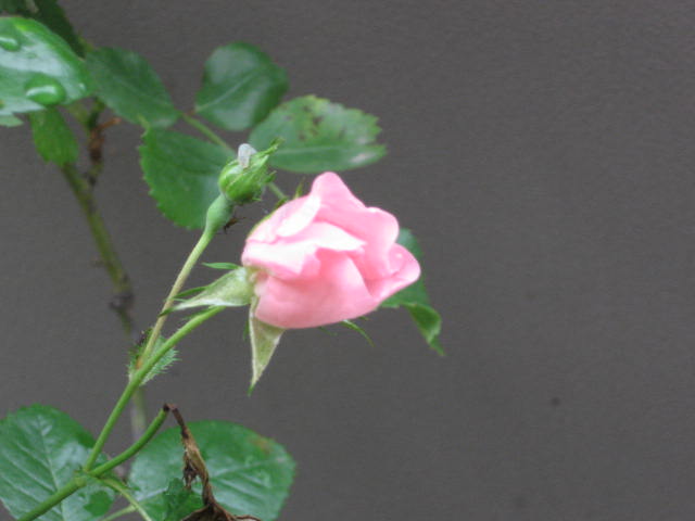 b0163121_7341542.jpg