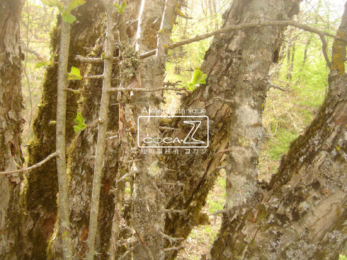 b0160123_1131288.gif