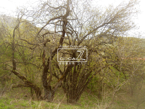 b0160123_113167.gif