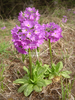 b0160123_18347.gif