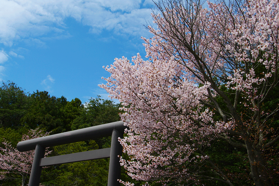 北海道神宮　桜と青空・・・とくれば_c0223825_1475447.gif