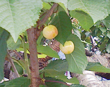 a0129233_20565266.jpg