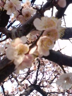 桜_b0127235_1425997.jpg