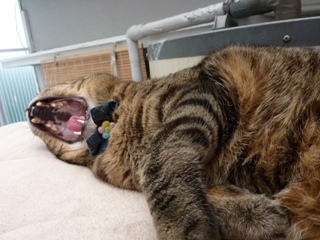 猫のお友だち 珊瑚ちゃん祿太くん編。_a0143140_22222768.jpg