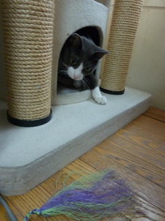 猫のお友だち 珊瑚ちゃん祿太くん編。_a0143140_22291464.jpg
