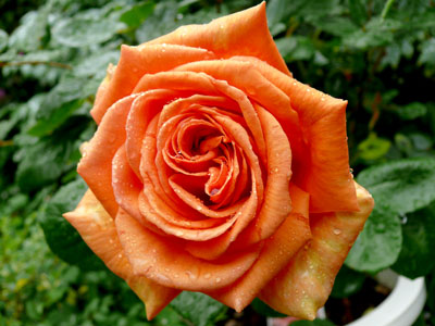 c0210745_15125125.jpg