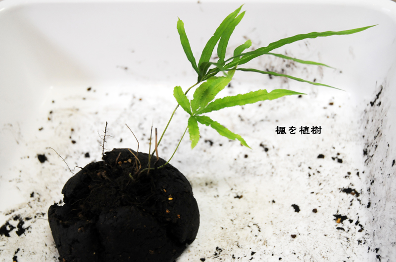 第一回『苔玉を作る』：5点。_d0018646_20395227.jpg