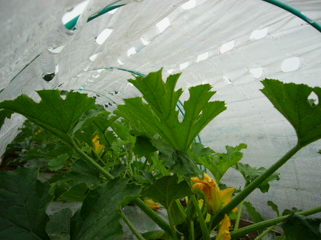 トマトの脇芽・・根きり虫跡・・里芋の成長・・・収穫野菜用冷蔵庫_c0222448_15293539.jpg