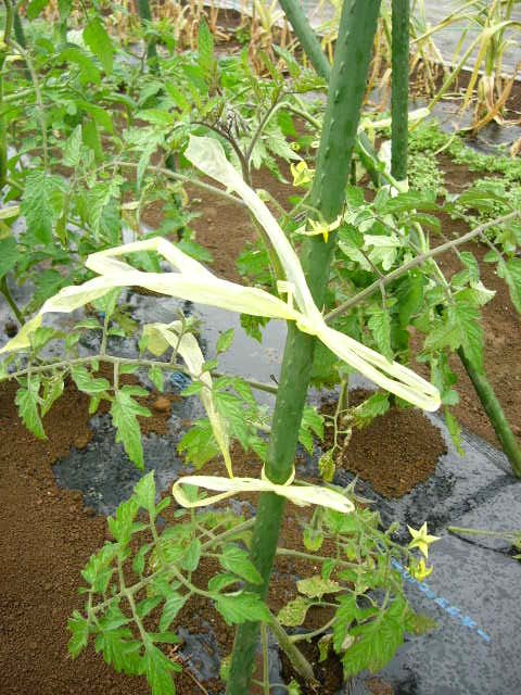 トマトの脇芽・・根きり虫跡・・里芋の成長・・・収穫野菜用冷蔵庫_c0222448_15311131.jpg