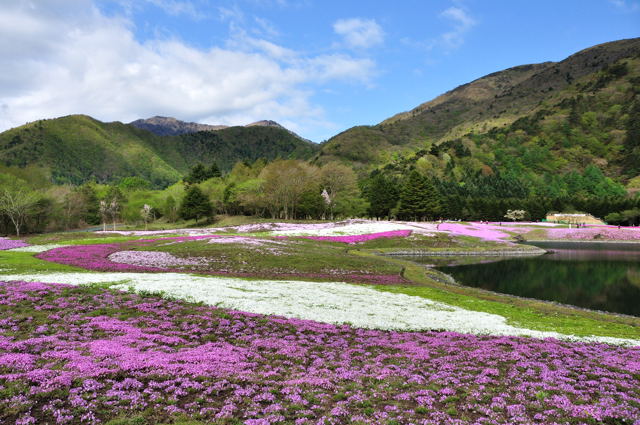 春の富士西麓へ_b0131661_2026014.jpg