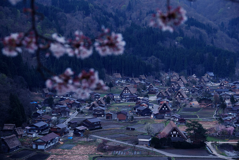 世界遺産にすむギフチョウ_c0043361_7141980.jpg