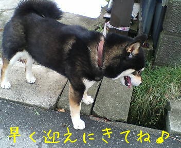 迷い犬！黒柴さん／　愛知県半田市_f0177261_1258819.jpg