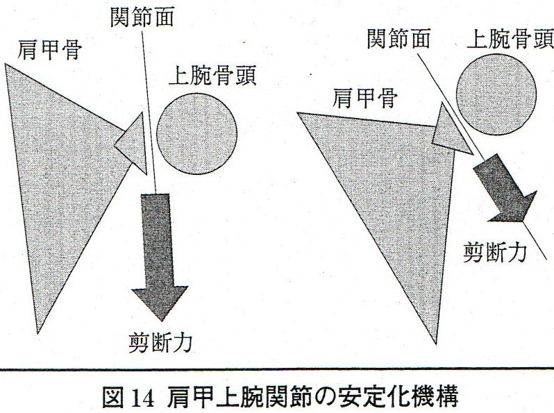 体幹と下肢 上肢の運動連鎖 がんばらねばいかんぜよ