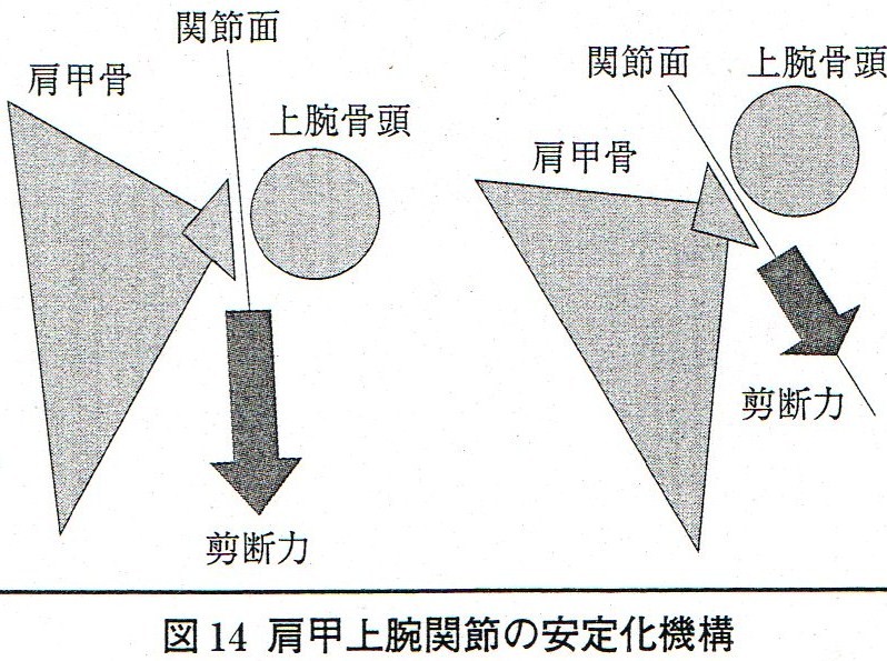 体幹と下肢・上肢の運動連鎖_c0188865_18333193.jpg