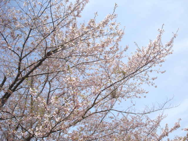 桜の季節ですね_b0098671_8532560.jpg