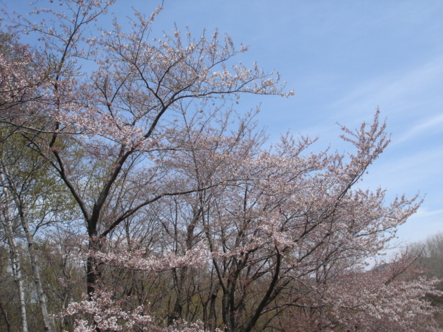 桜の季節ですね_b0098671_8534046.jpg