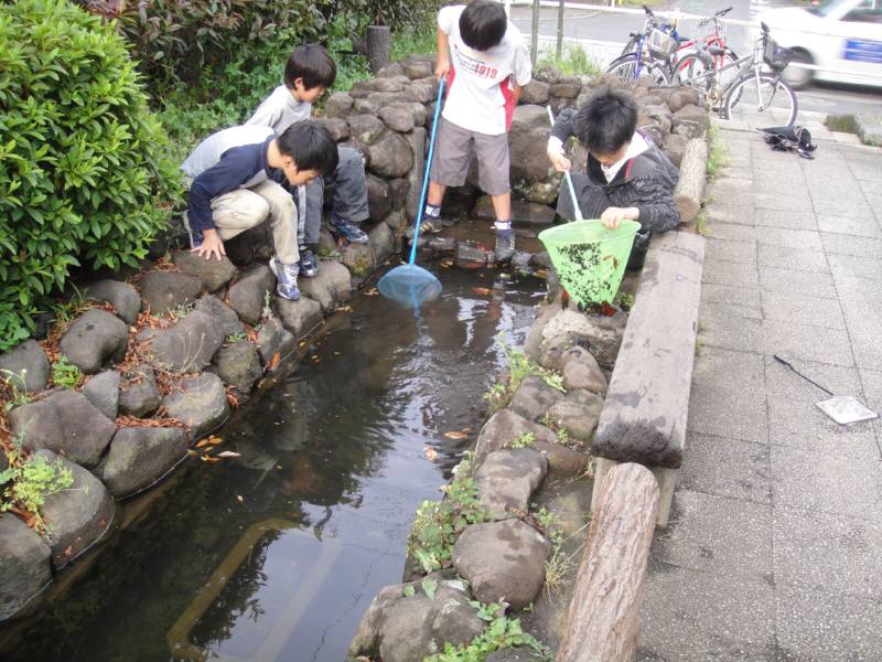 用水路の魚 佐野いくおのブログ