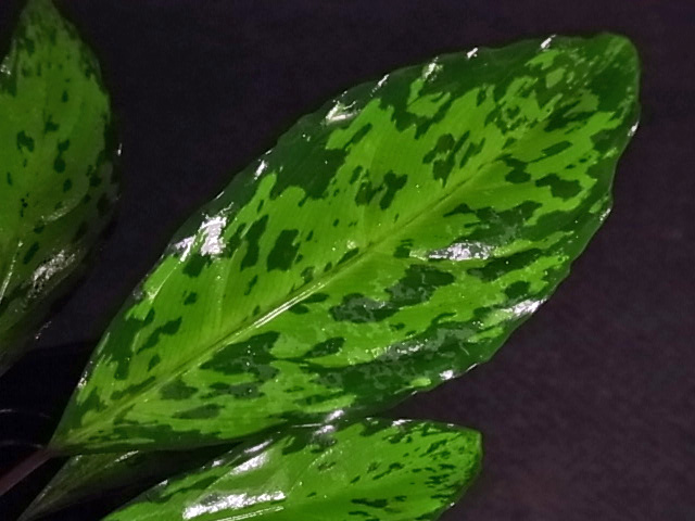 a0067578_9101727.jpg