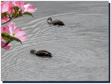 野鳥観察の日々はじまる。_f0056278_23465355.jpg