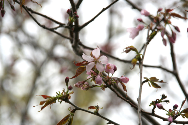 2010.5.20　　桜が咲きました_d0160199_21194095.jpg