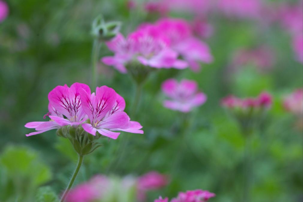 この間に続いてバラの花などをアップします。_f0000502_2121819.jpg