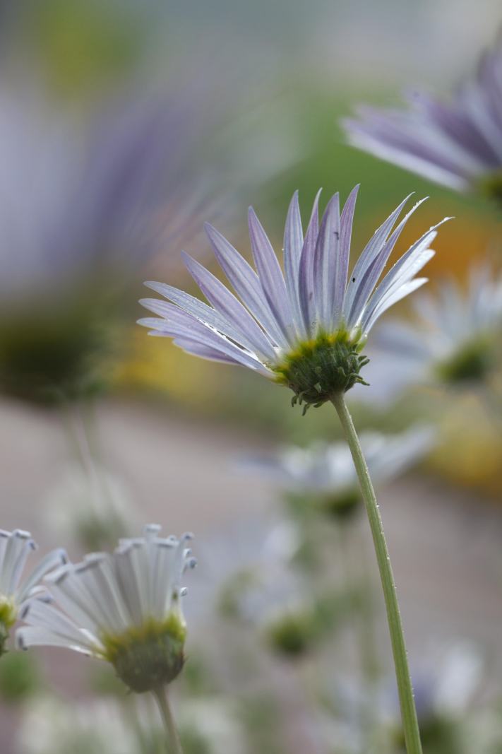 この間に続いてバラの花などをアップします。_f0000502_2123978.jpg