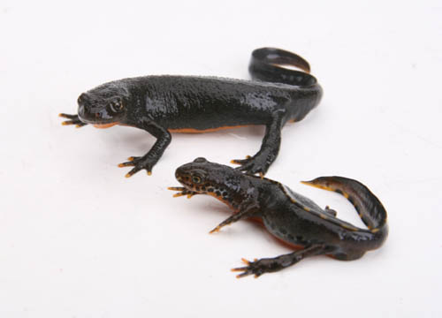 c0165803_339678.jpg
