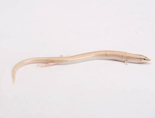ビーボックスアクアリウム 爬虫類・両生類情報