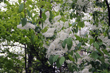 甘ーいもの_f0160407_4271439.jpg