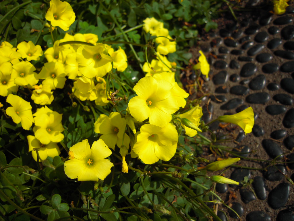 c0132608_1724296.jpg