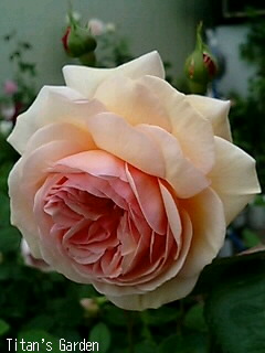 A Shropshire Lad_b0099813_0314757.jpg