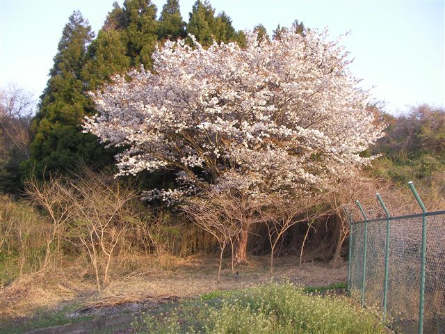 a0127015_21112415.jpg