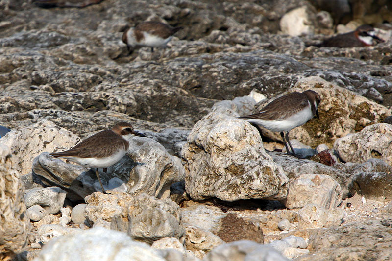 八重山の鳥達-35/オオメダイチドリ_f0178716_1913185.jpg