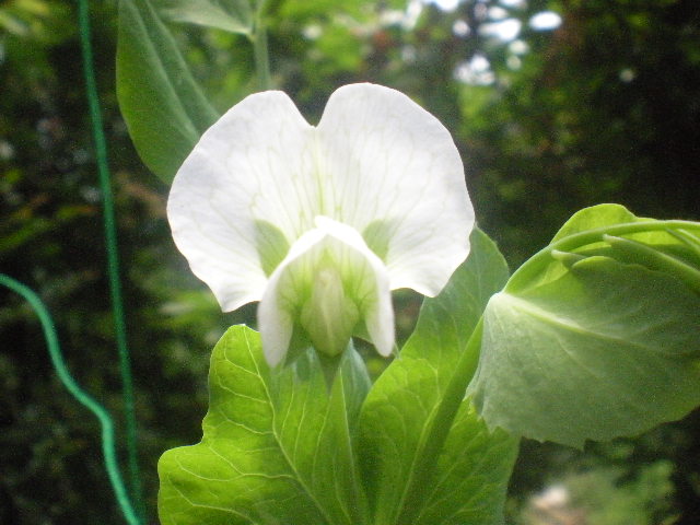 フラワーFarm Garden~~_a0125419_11475778.jpg