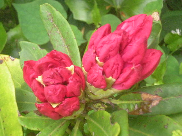 フラワーFarm Garden~~_a0125419_11485497.jpg