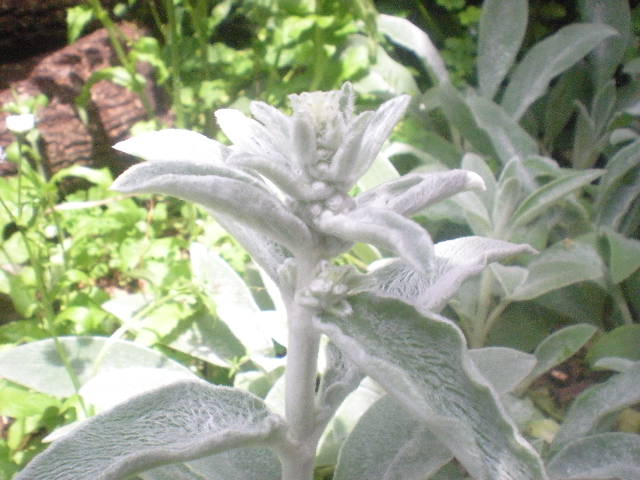 フラワーFarm Garden~~_a0125419_11495335.jpg