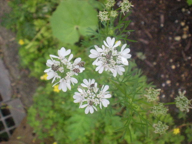 フラワーFarm Garden~~_a0125419_11512473.jpg