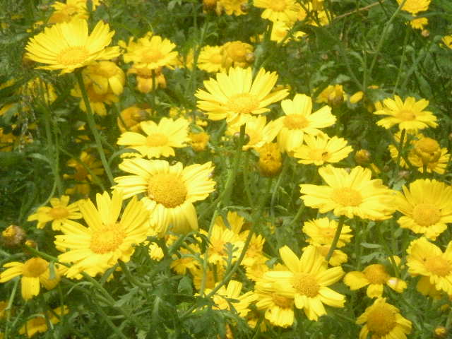 フラワーFarm Garden~~_a0125419_1151548.jpg