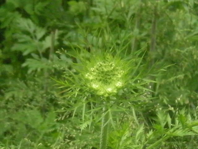フラワーFarm Garden~~_a0125419_1154316.jpg