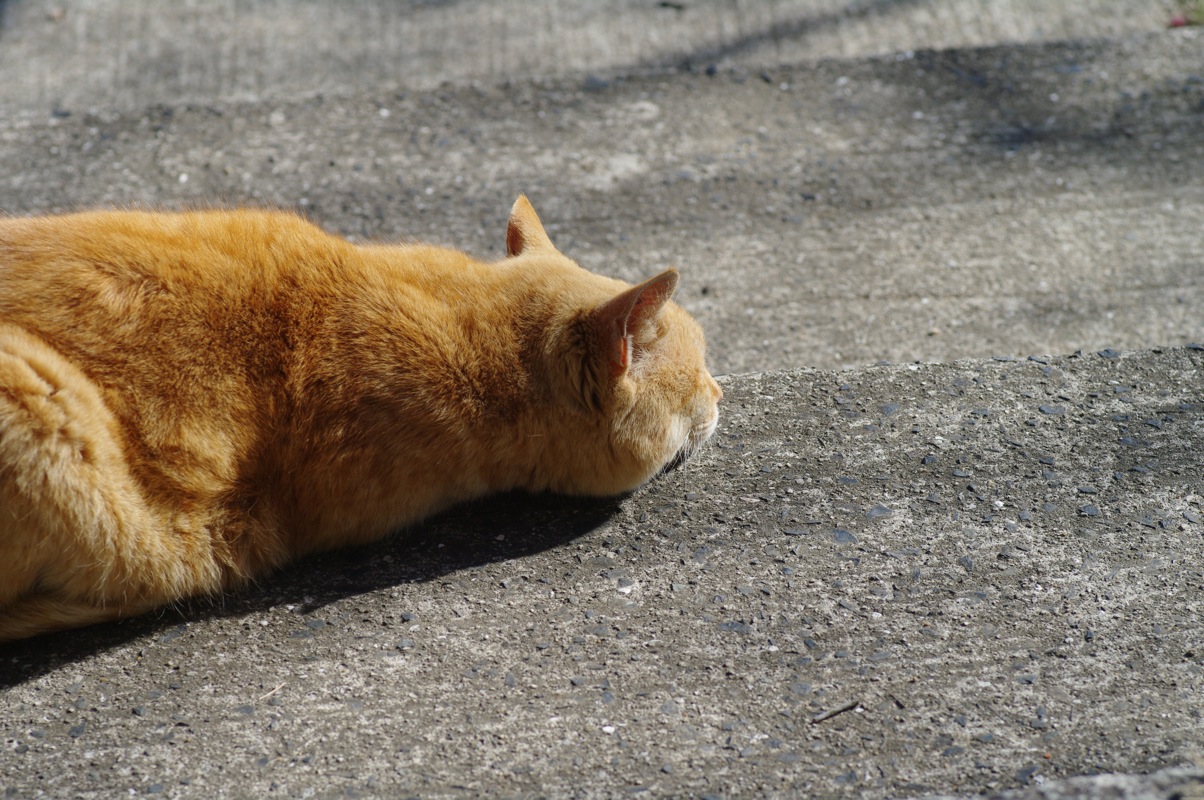 ３月尾道猫その８_a0128823_19371958.jpg