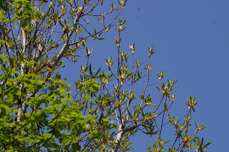 e0136424_1110054.jpg